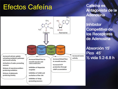 Figura 3. Efectos de la Cafeína. Antagonista de la Adenosina como inhibidor competitivo de los receptores: A1, A2a, A2b y A3. (Tomado de Wikipedia 2013, ref. 1).