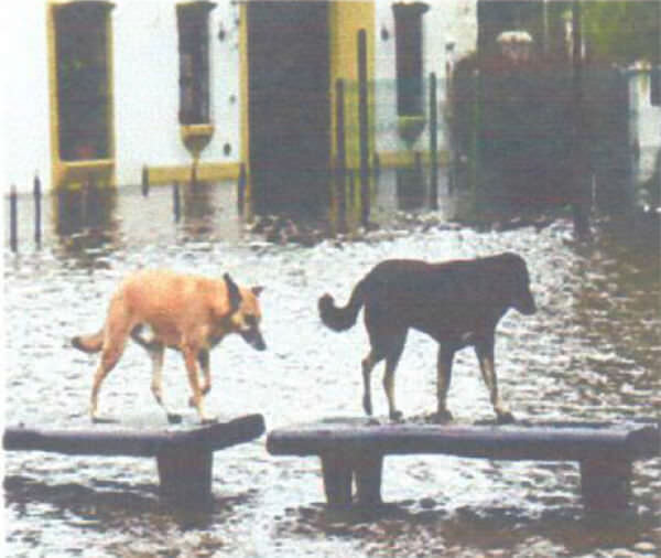 Figura 3. Vistas de inundación de Apure.