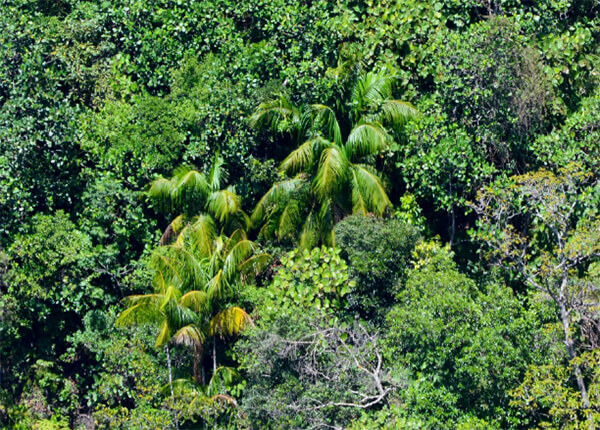 Euterpe precatoria var. longevaginata “Manaca”. Parque Nacional el Ávila (Waraira Repano), a 1400 m snm.