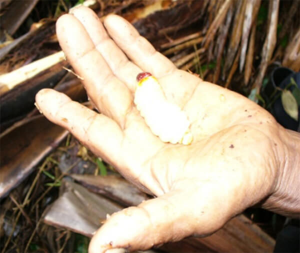 Gusano de la palma Moriche “Mo” (Coleóptero: Rhynchophorus palmarum)