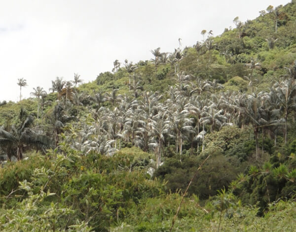 Ceroxylon alpinum “Palma bendita”. Parque Nacional Agustín Codazzi, a 2000 m snm.