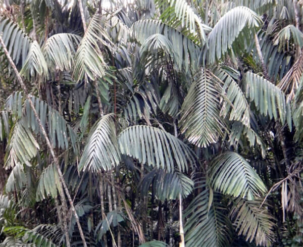 Wettinia praemorsa “Prapa”. Parque Nacional Agustin Codazzi, a 1600 m snm.