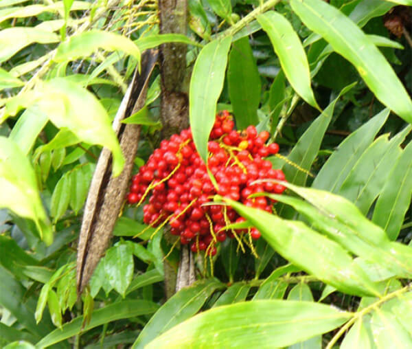 Desmoncus horridus subsp. horridus. “Voladora”. Caño Manamo, Delta Amacuro.