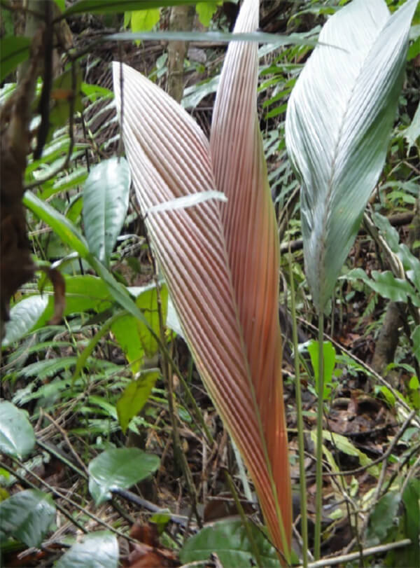 Asterogyne spicata. Parque Nacional Guatopo. (Endémica), a 900 m snm.