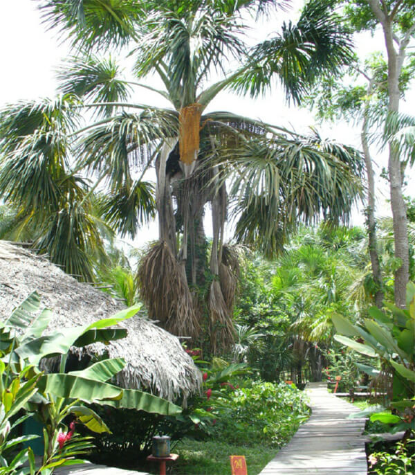 Mauritia flexuosa. “Moriche”. Bosques de galería y zonas inundadas.