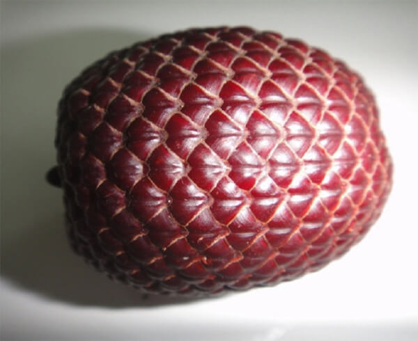 Fruto de Mauritia Flexuosa “Moriche”, comestible y de diversos usos.