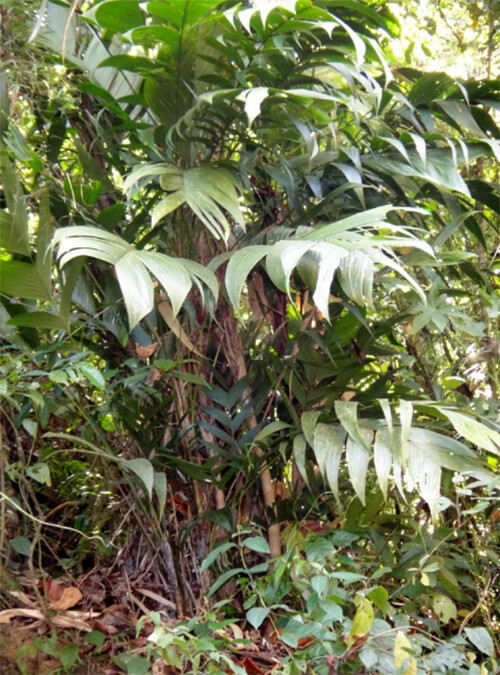 Geonoma pinnatifrons subsp. pinnatifrons. Parque Nacional el Ávila (Waraira Repano), a 1600 m snm.