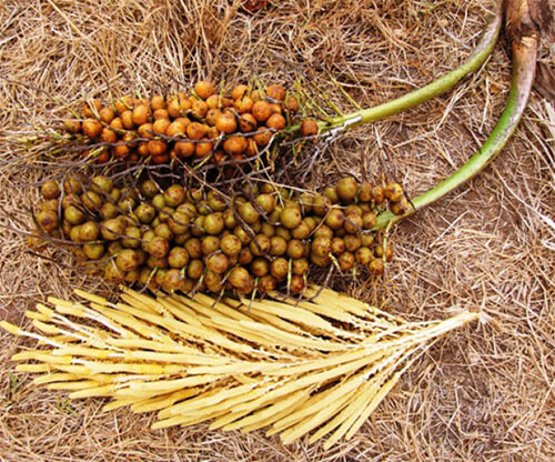 Inflorescencia e Infrutescencia de “Corozo” Acrocomia aculeata