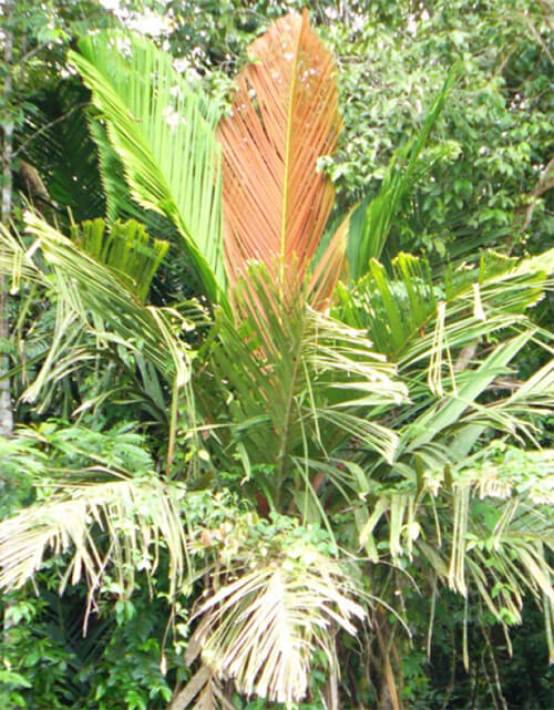 Manicaria saccifera “Temiche” en el estado Delta Amacuro