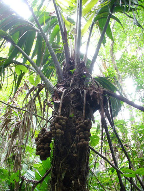 Infrutescencias de “Temiche” Manicaria saccifera