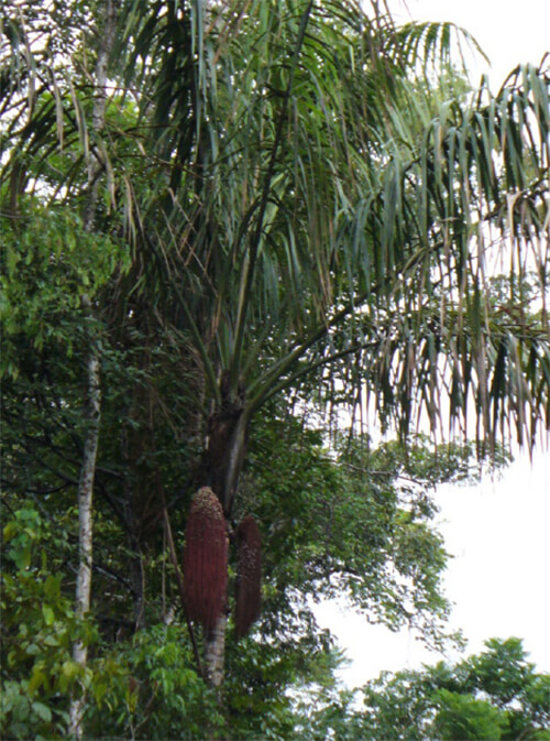 Inflorescencia de Oenocarpus bataua var. bataua “Seje grande”