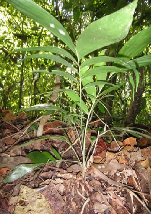 Chamaedorea pinnatifrons. Parque Nacional el Ávila (Waraira Repano), a 1600 m snm.