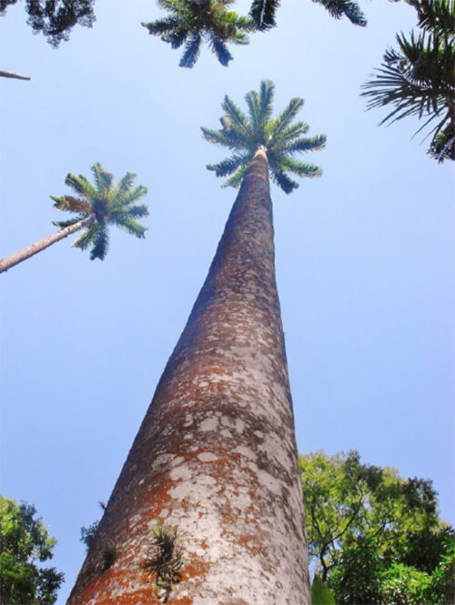Roystonea oleracea “Chaguaramo venezolano”, palma común en plazas, parques y Haciendas.