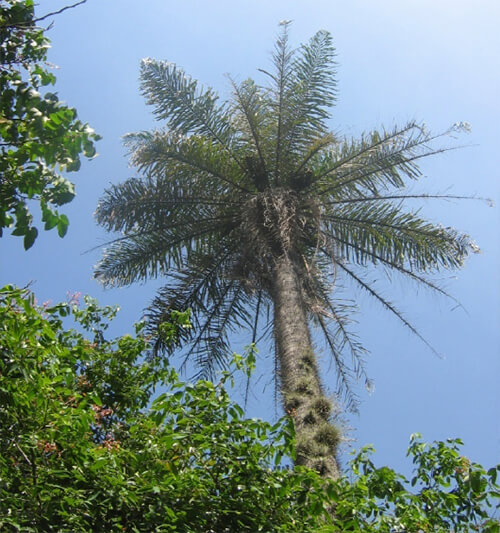 Acrocomia aculeata “Corozo”