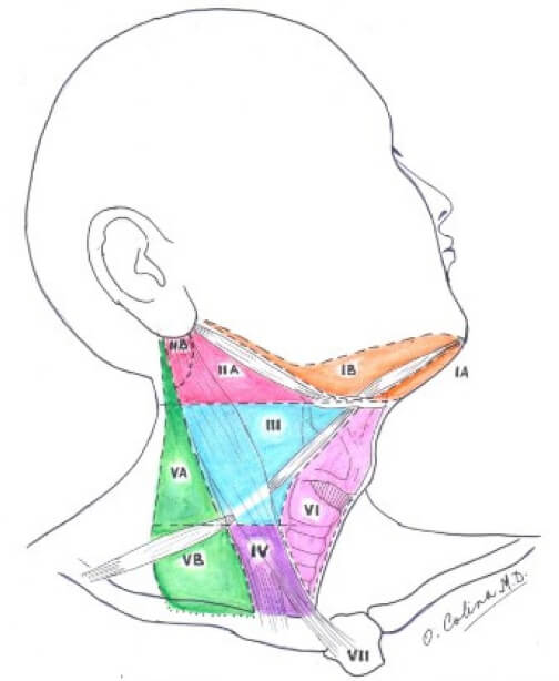 NIVELES GANGLIONARES DEL CUELLO American Academy of Otorrinolaringology American Society for Head & Neck Surgery