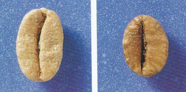 Figura 3. Diferencia entre los granos de Café Arábigo (izquierda) más común, Robusta (derecha) más fuerte y tiene doble cafeína.