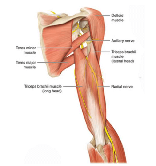 Figura 2. Trayecto del nervio radial (vista posterior)