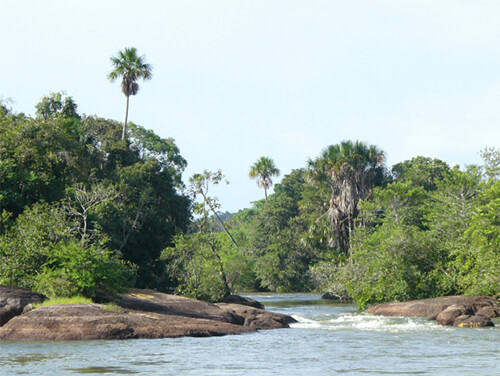 Lajas y Palmas en Los raudales del Atures, estado Amazonas