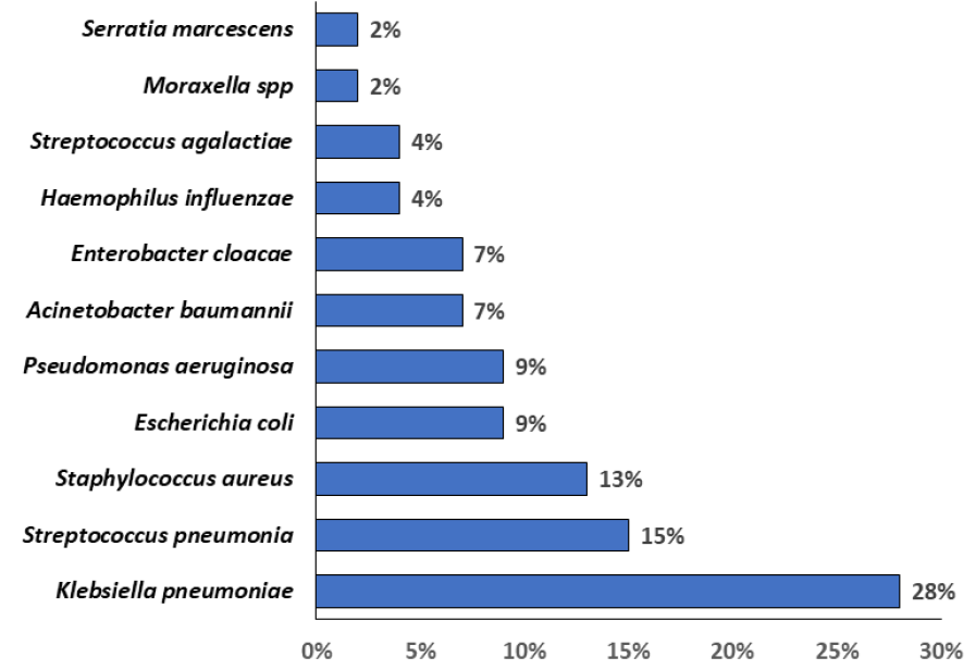 Figura 3. Bacterias aisladas en cultivo de esputo